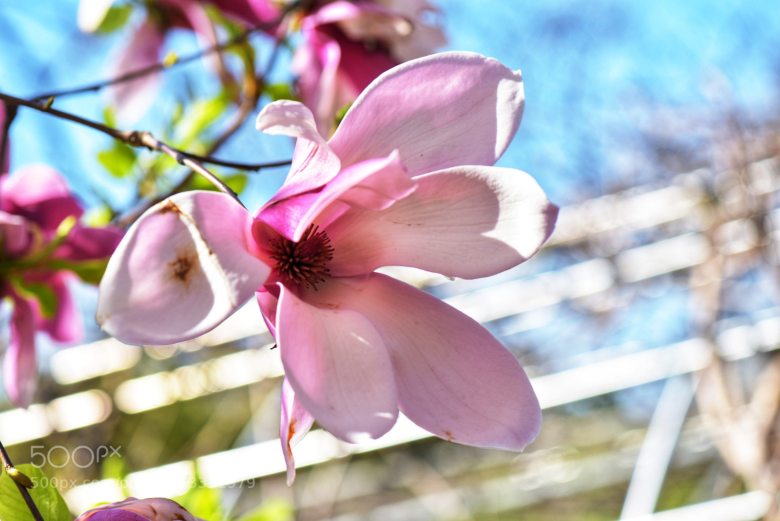 Nikon D810 sample photo. Untitled photography