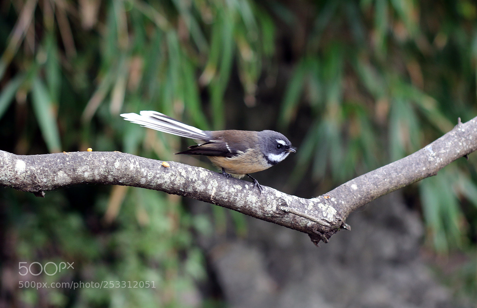 Canon EOS 70D sample photo. Fantail photography