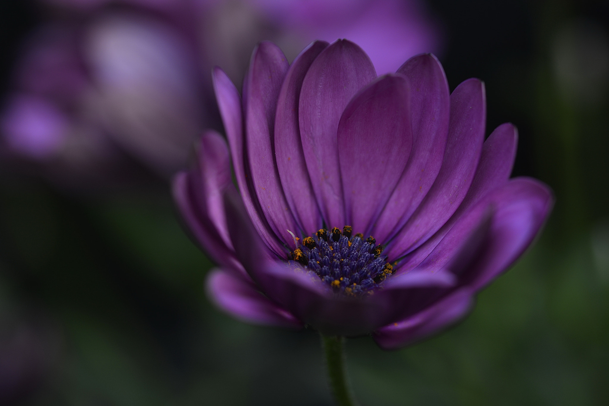 Nikon D7100 sample photo. Flower photography