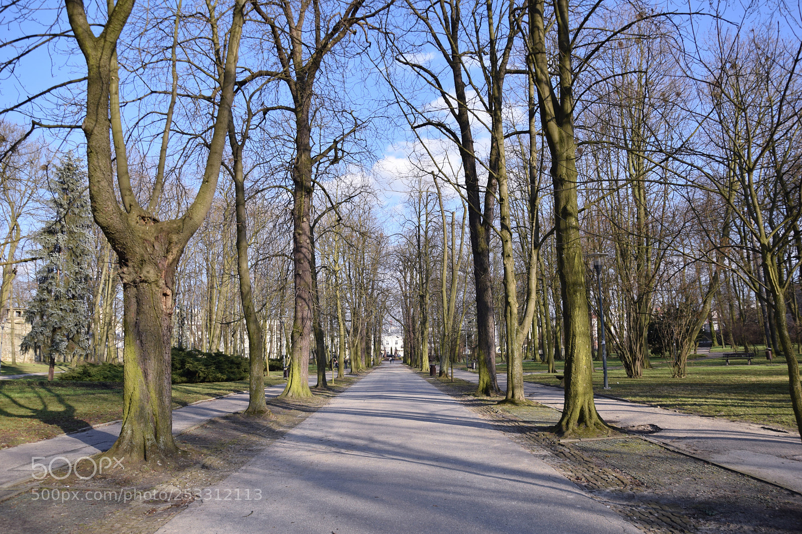 Nikon D3300 sample photo. Alley of rooks photography