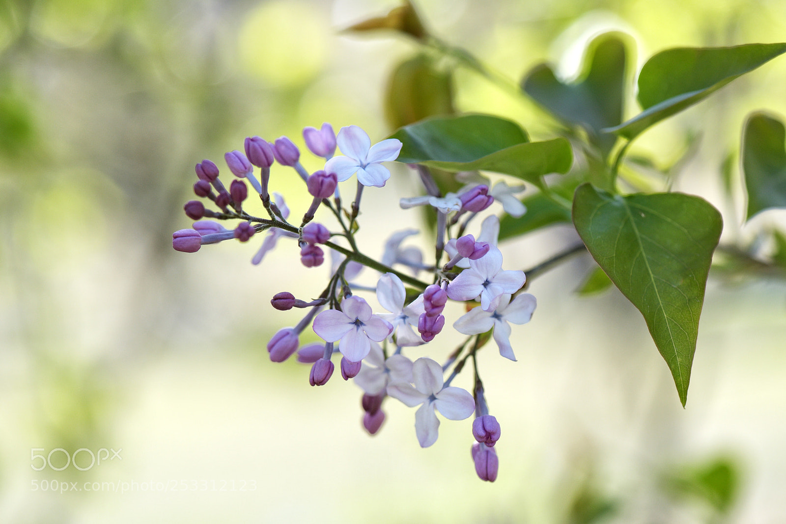 Nikon D810 sample photo. Untitled photography