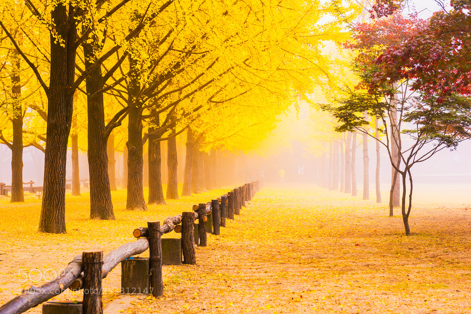Nikon D810 sample photo. Autumn in korea.nami island photography