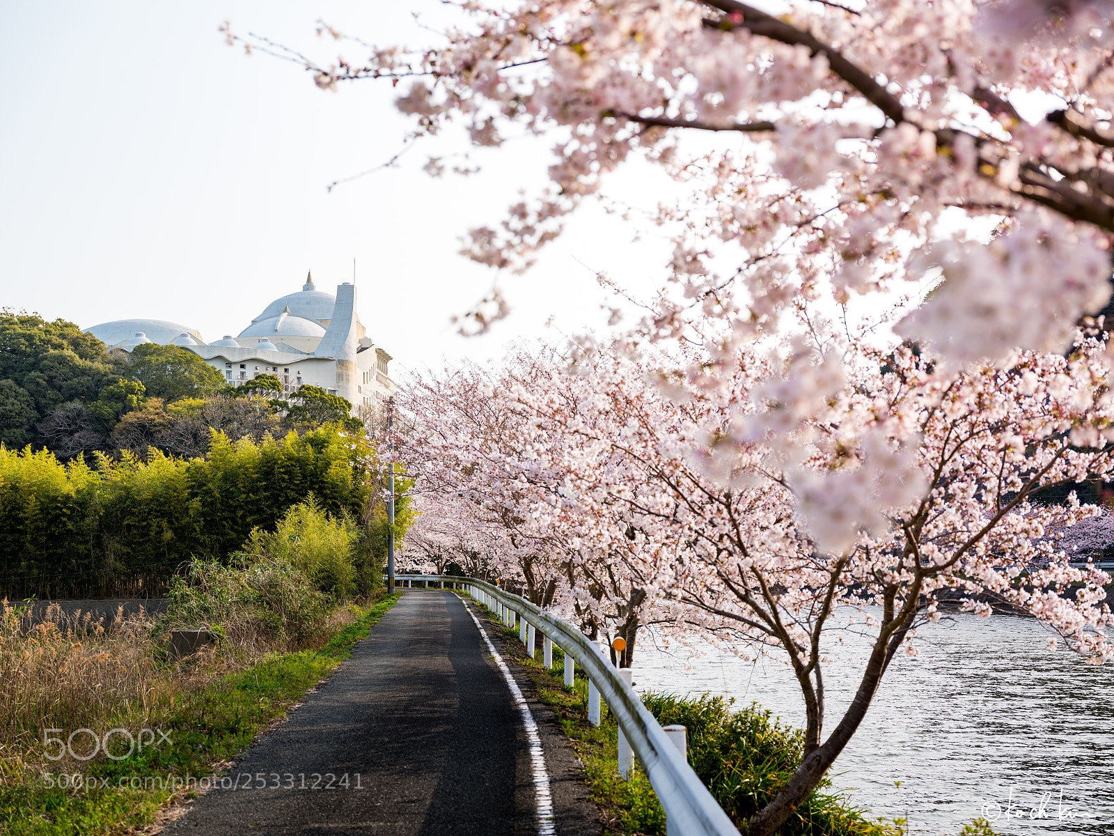 Fujifilm GFX 50S sample photo. Spring photography