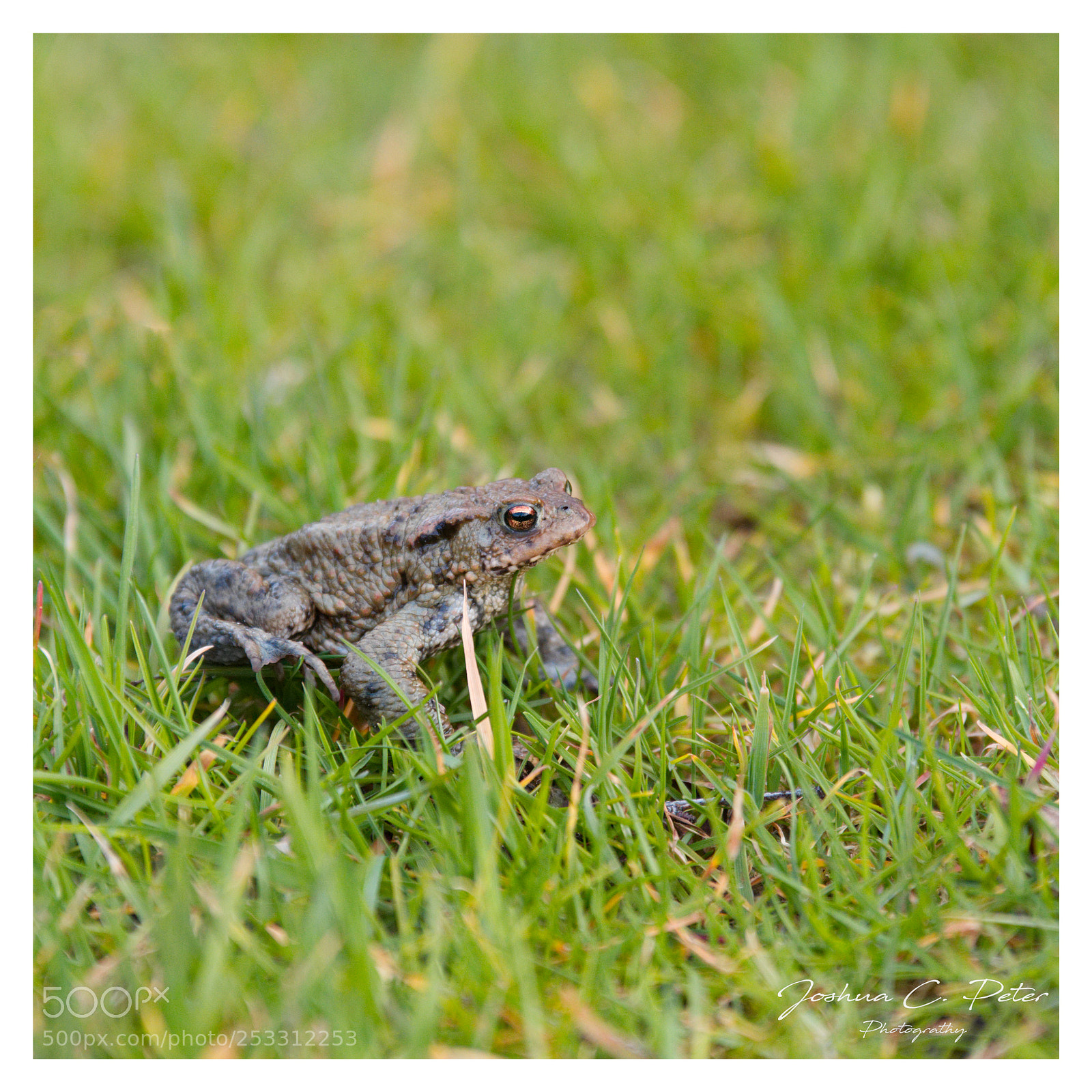 Canon EOS 6D Mark II sample photo. Portrait of a frog photography