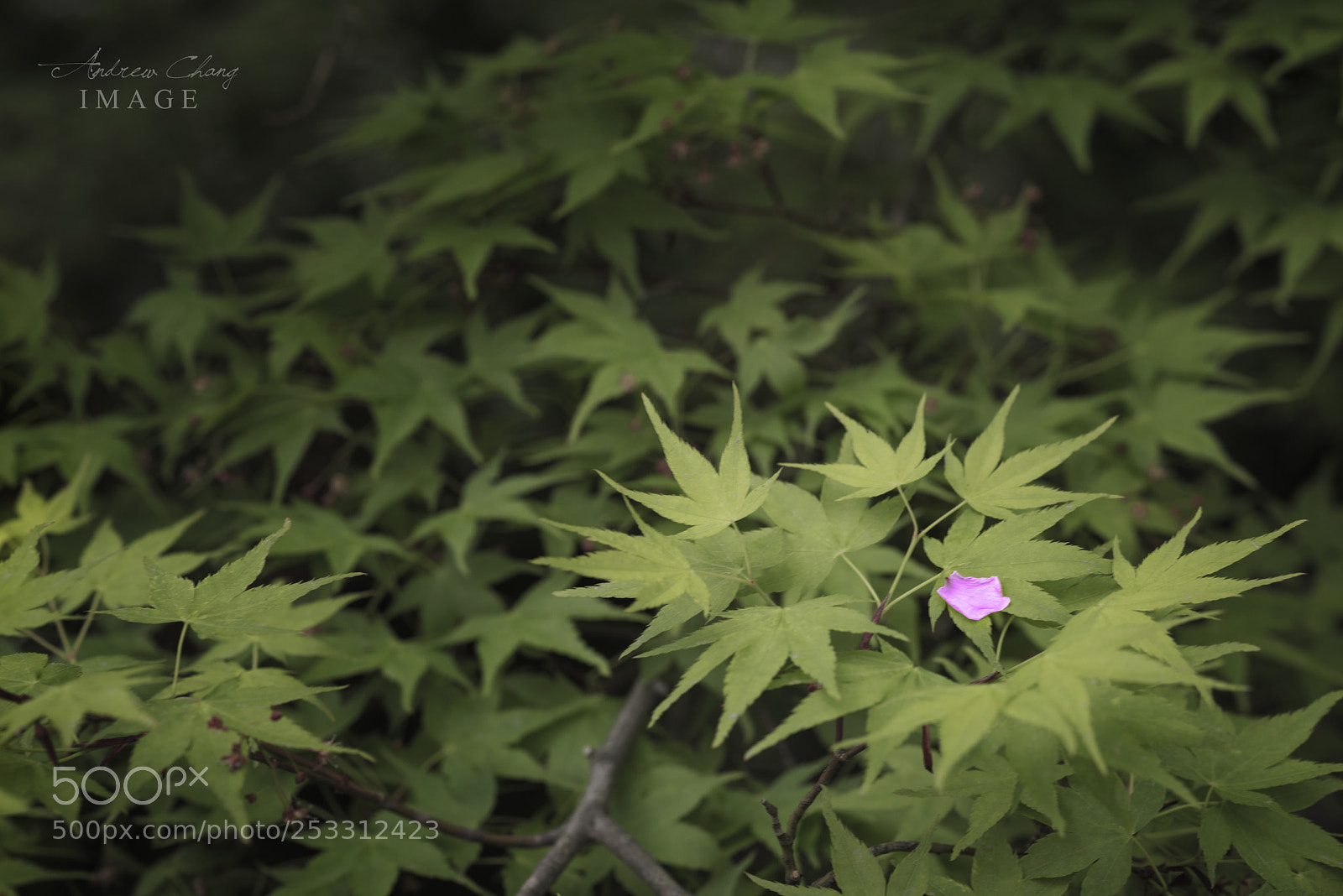Nikon D810 sample photo. 1.jpg photography