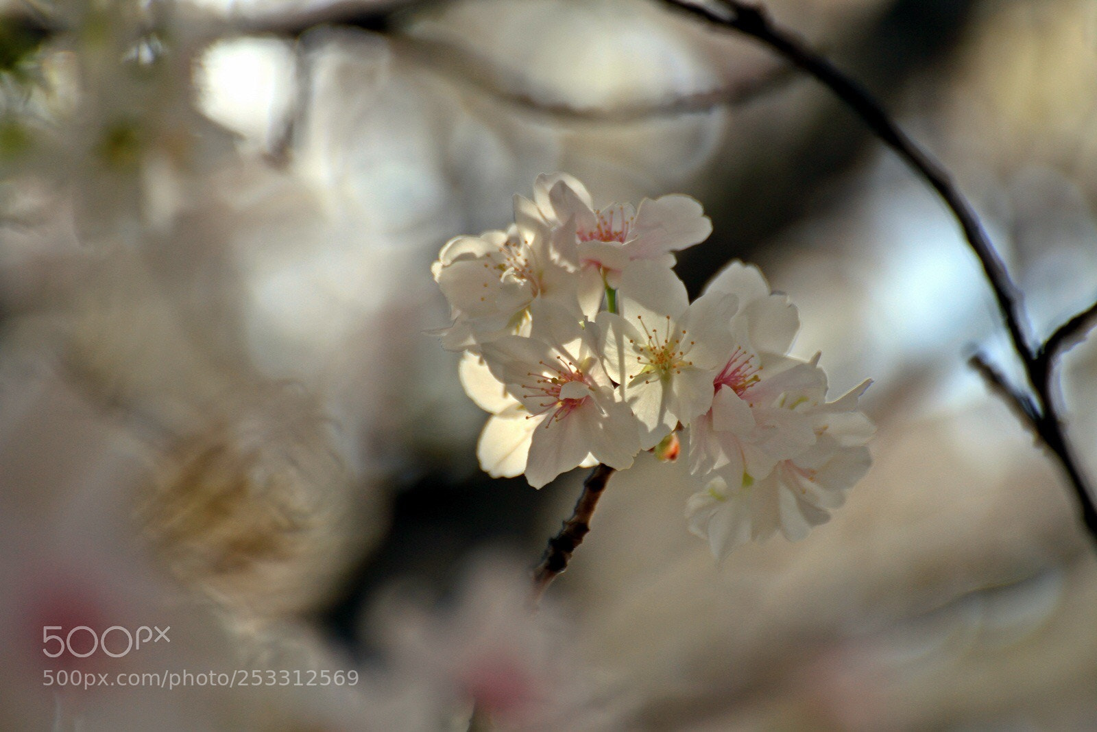 Canon EOS 7D sample photo. Sakura photography
