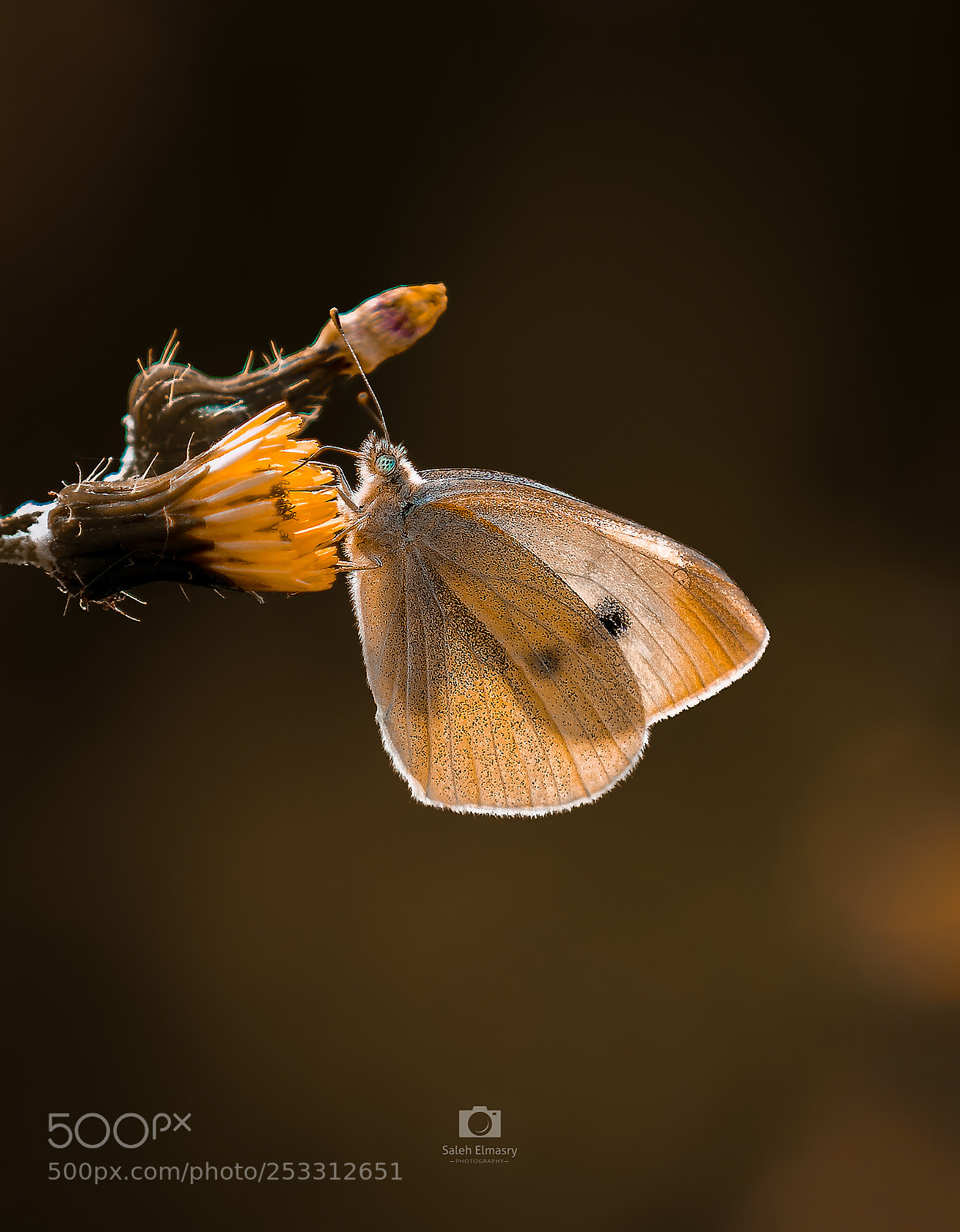 Nikon D800 sample photo. Breakfast butterflies of flowers photography