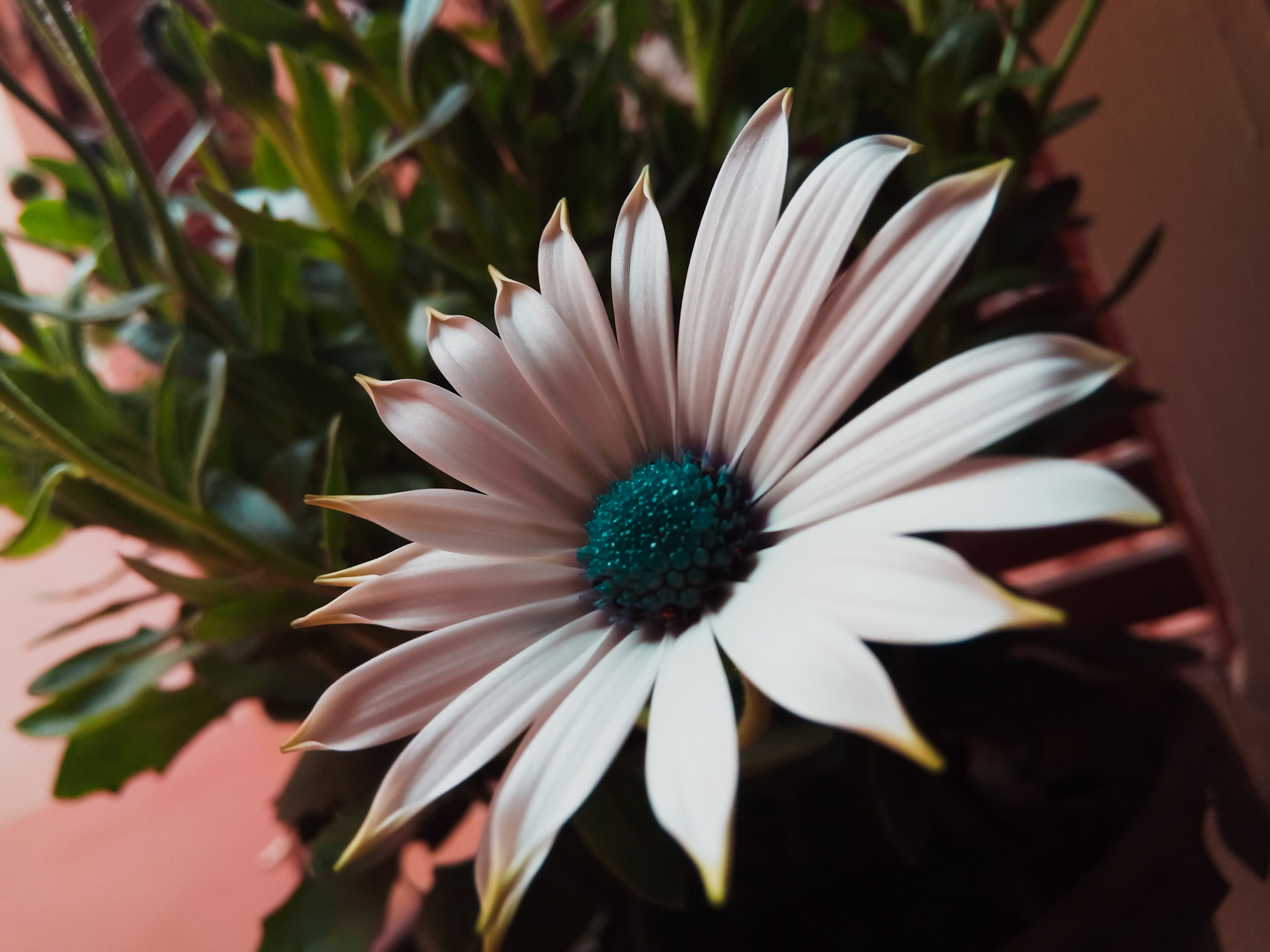 condor Plume P6 Pro LTE sample photo. Flour photography