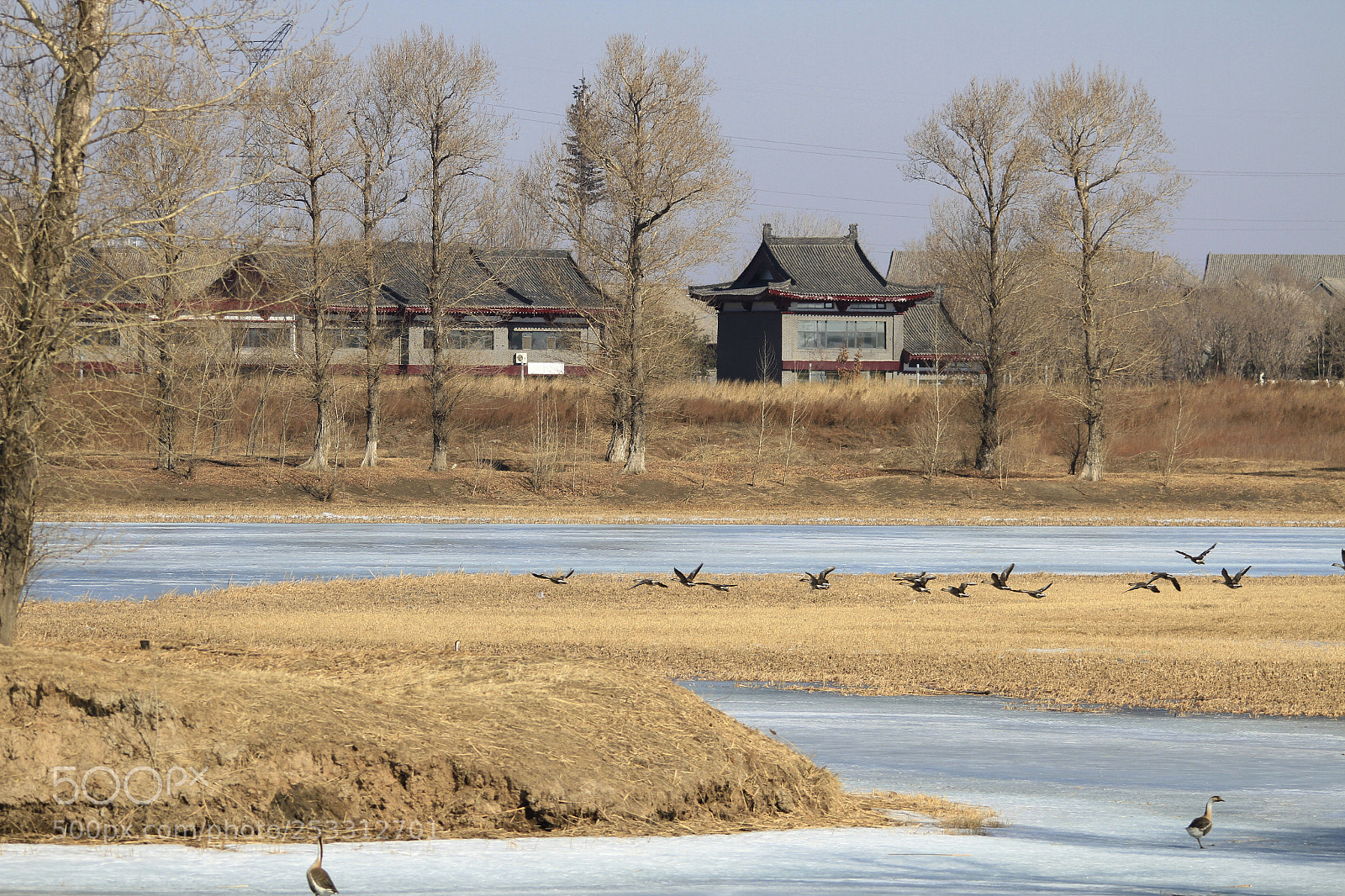 Canon EOS 7D sample photo. 大雁 wild goose photography