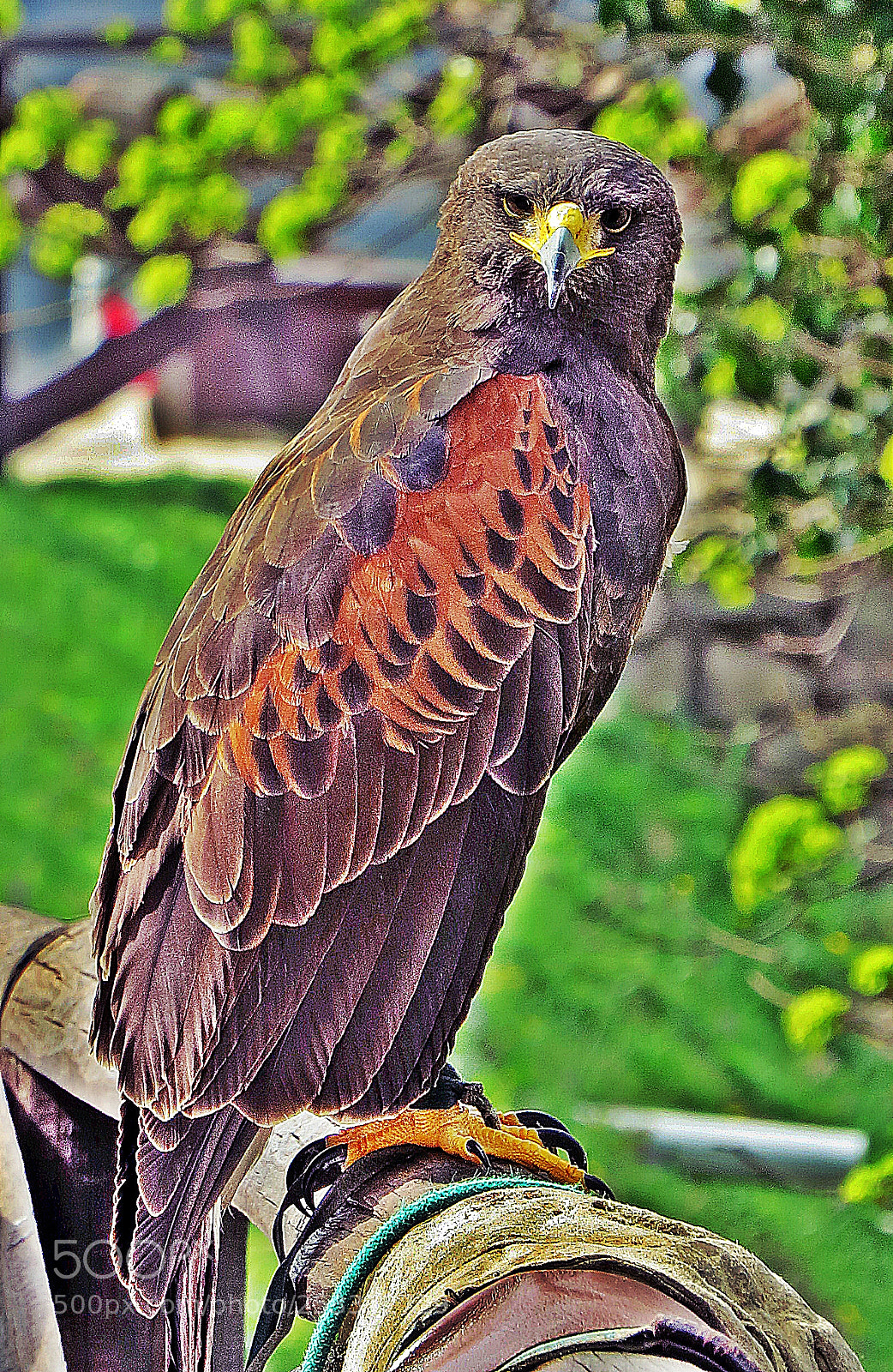 Canon PowerShot SX50 HS sample photo. Watcher photography