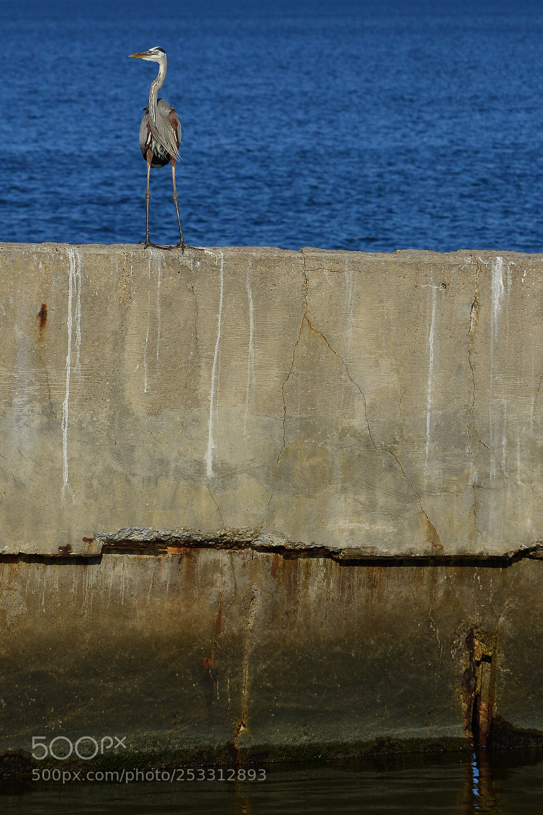 Nikon D7100 sample photo. Great blue heron and photography