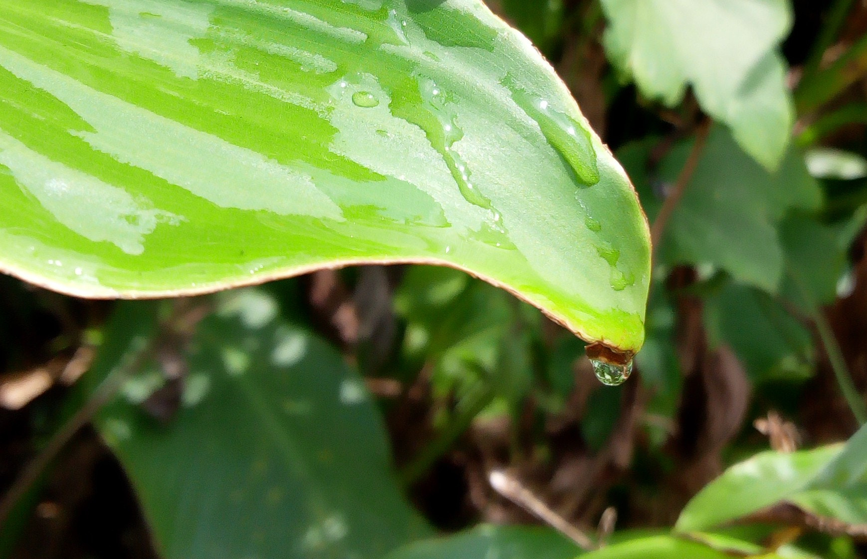 Infinix HOT5 Lite sample photo. Nature drop photography