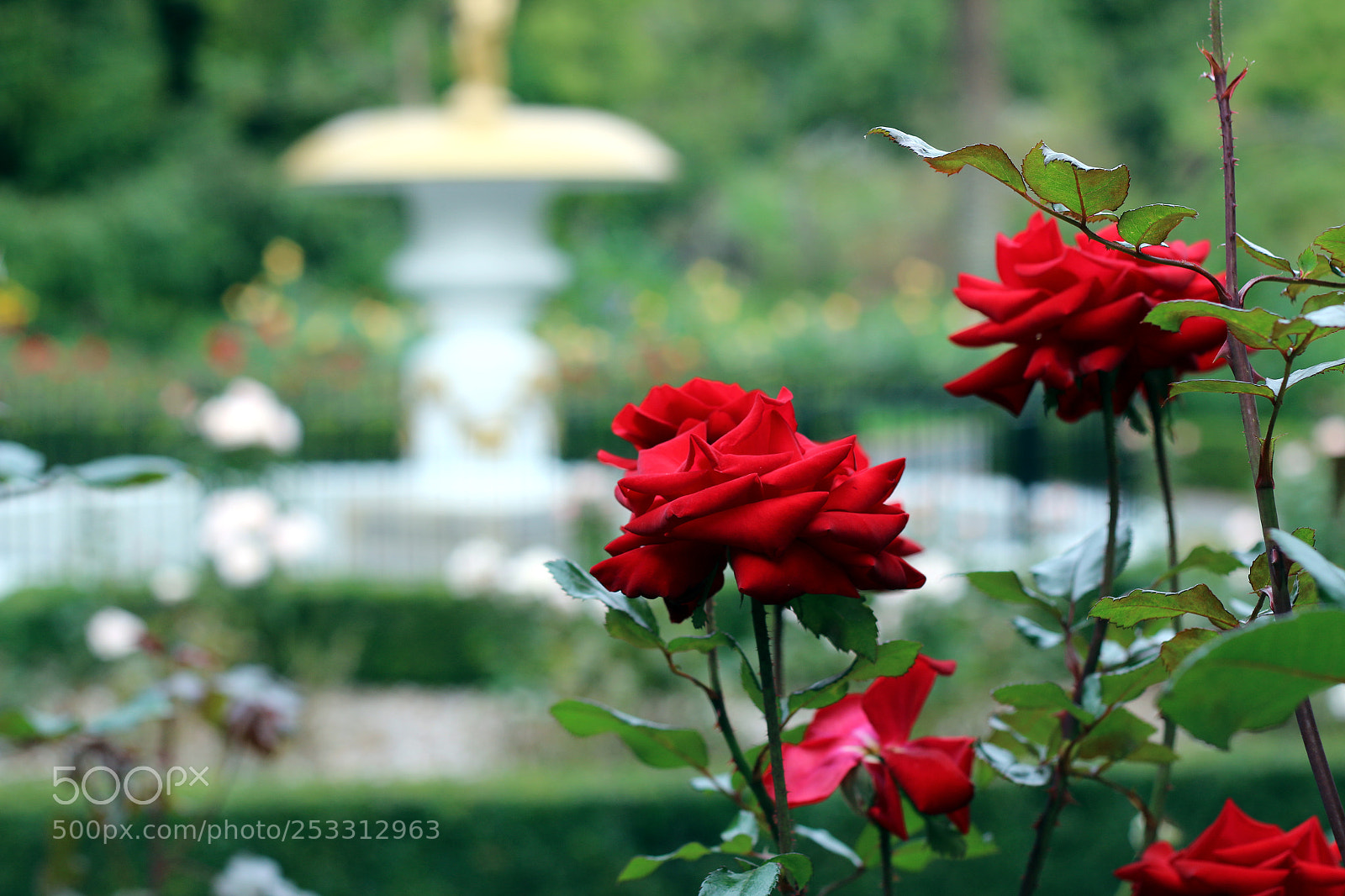 Canon EOS 70D sample photo. Fountain rose photography