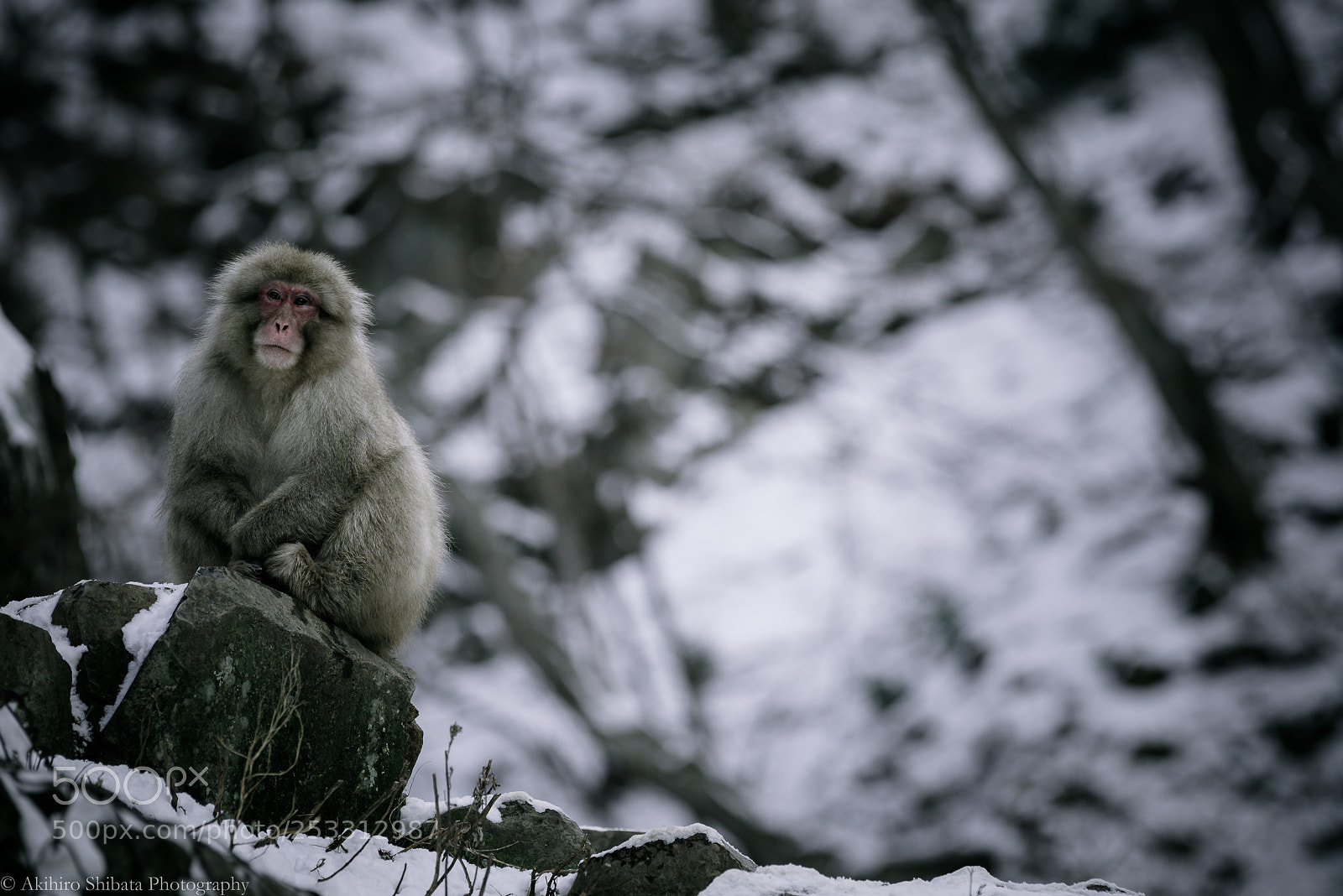 Pentax K-1 sample photo. Gaze photography