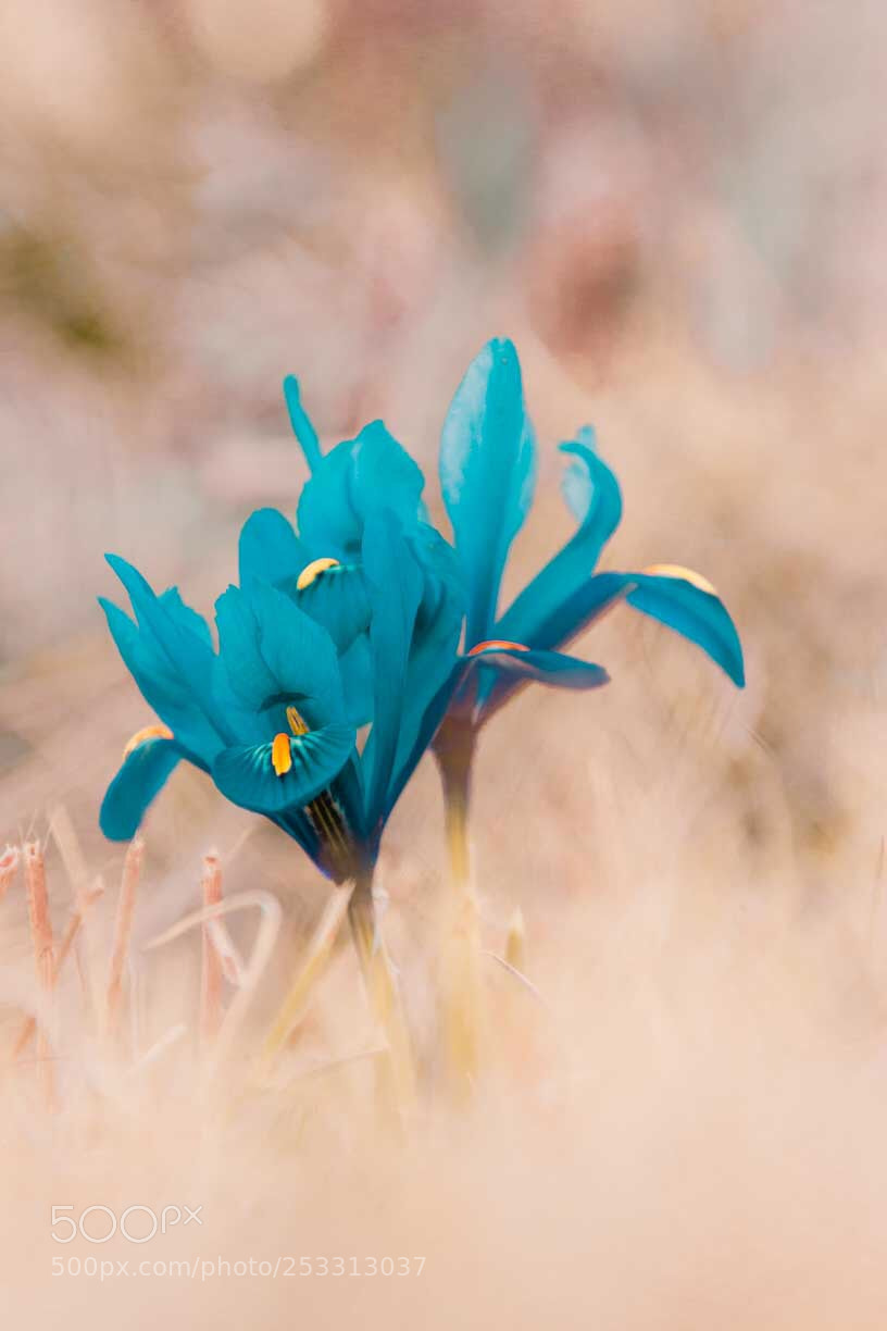 Nikon D7200 sample photo. Blue flower after the photography