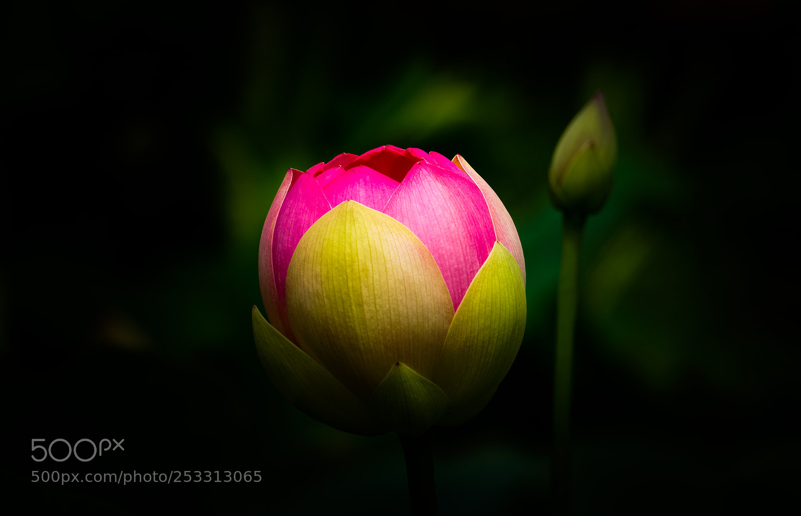 Sony a6000 sample photo. New born beauty photography