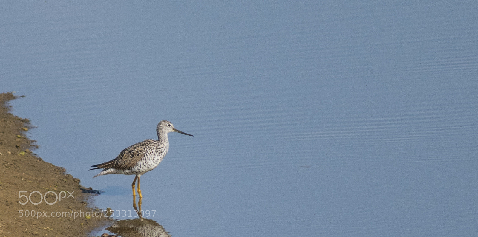 Nikon D3400 sample photo. Greater yellowlegs photography