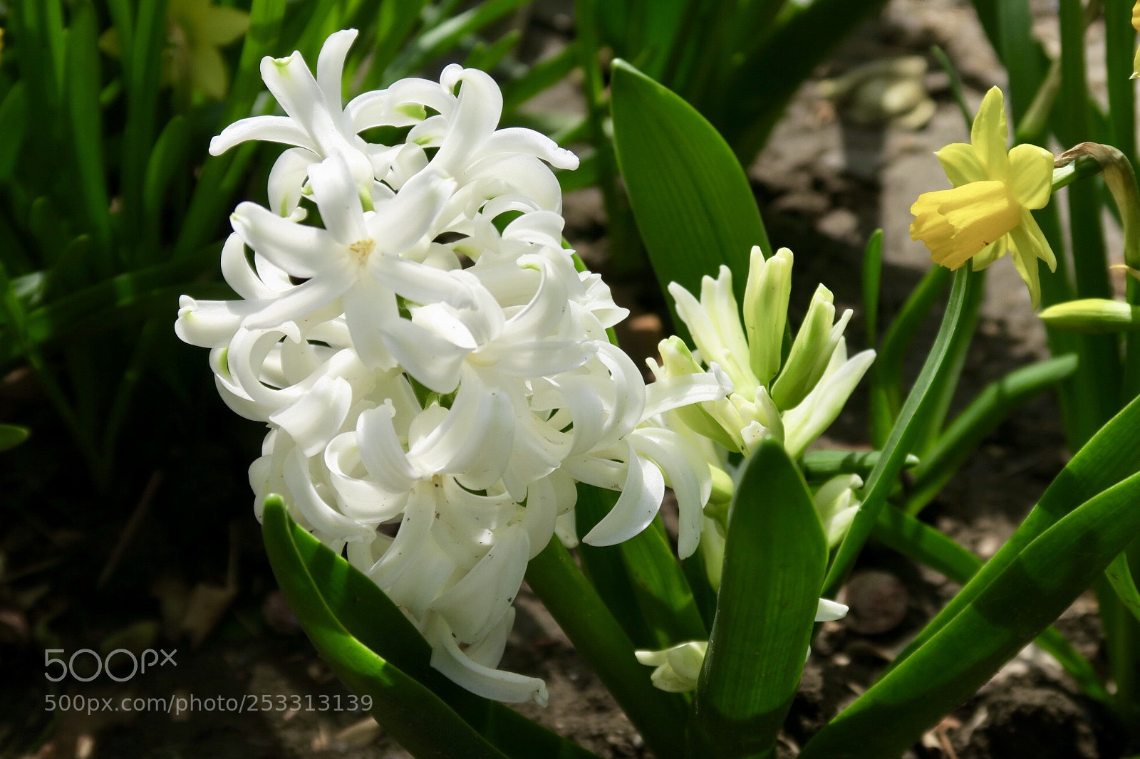 Canon PowerShot G7 X sample photo. Hyacinth photography