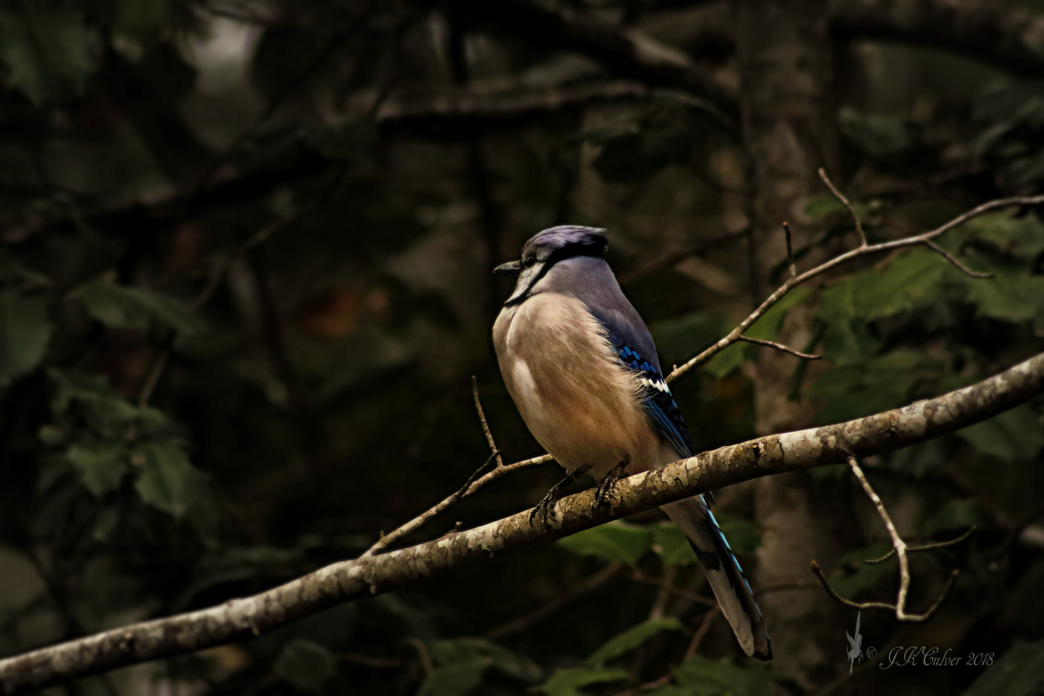 Canon EF 75-300mm f/4-5.6 sample photo. Pose? i don't think so! photography