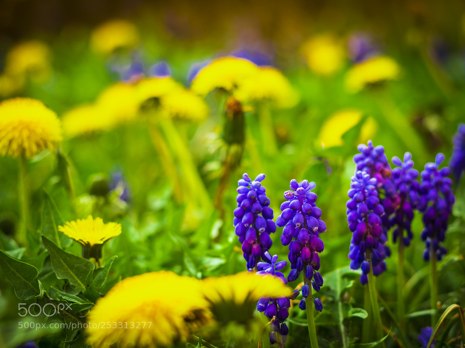 Canon EOS 80D sample photo. Spring time photography