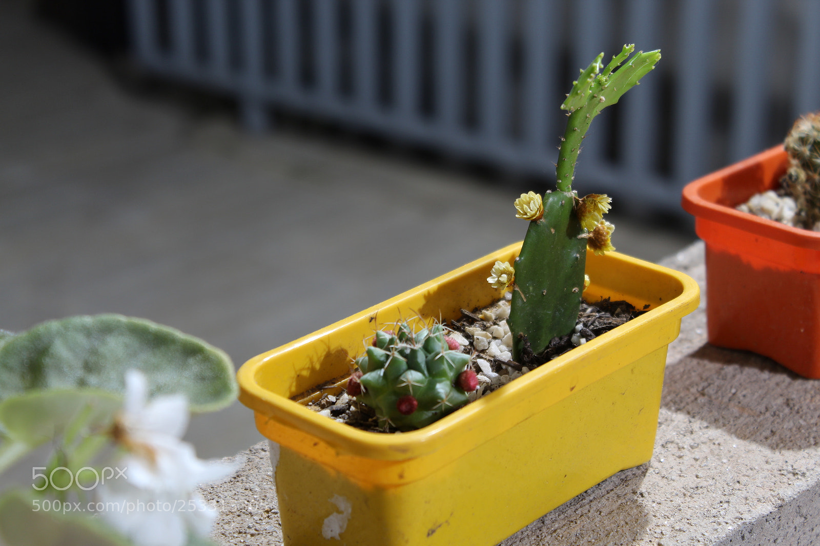 Canon EOS 1300D (EOS Rebel T6 / EOS Kiss X80) sample photo. Click #2 photography