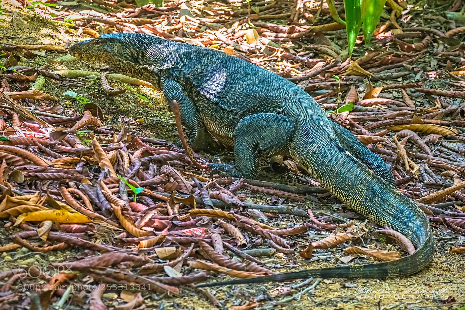Nikon D7100 sample photo. The monitor lizard photography