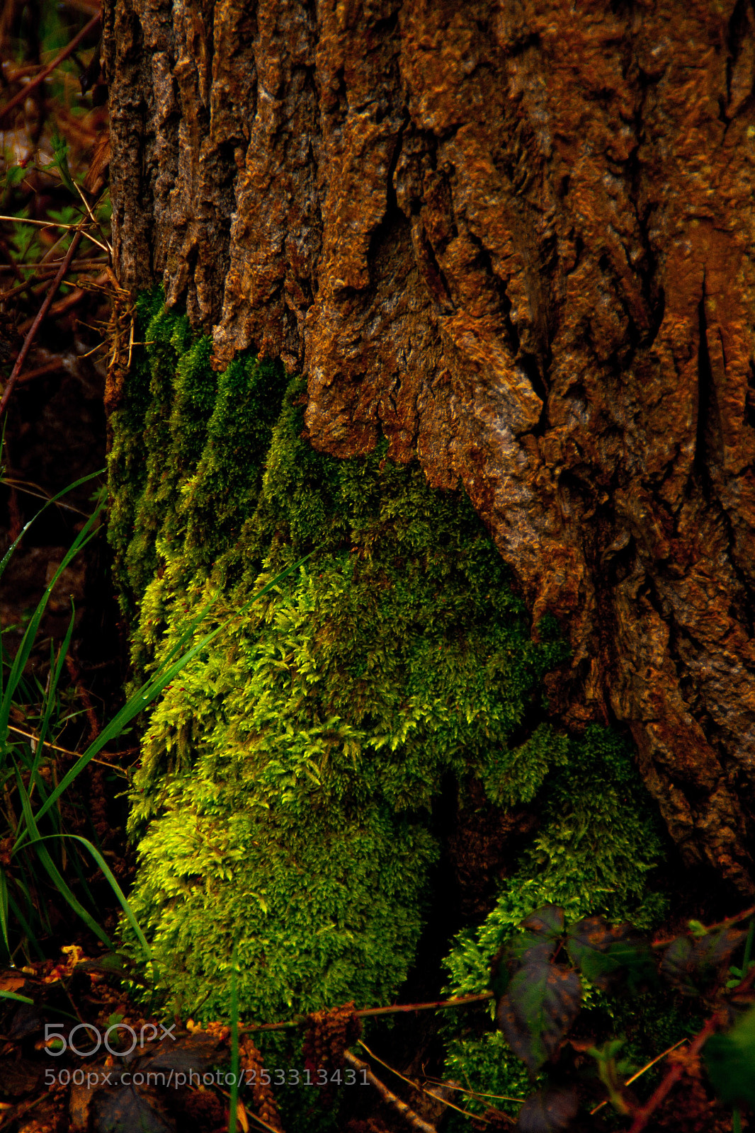 Canon EOS 400D (EOS Digital Rebel XTi / EOS Kiss Digital X) sample photo. Tree moss photography