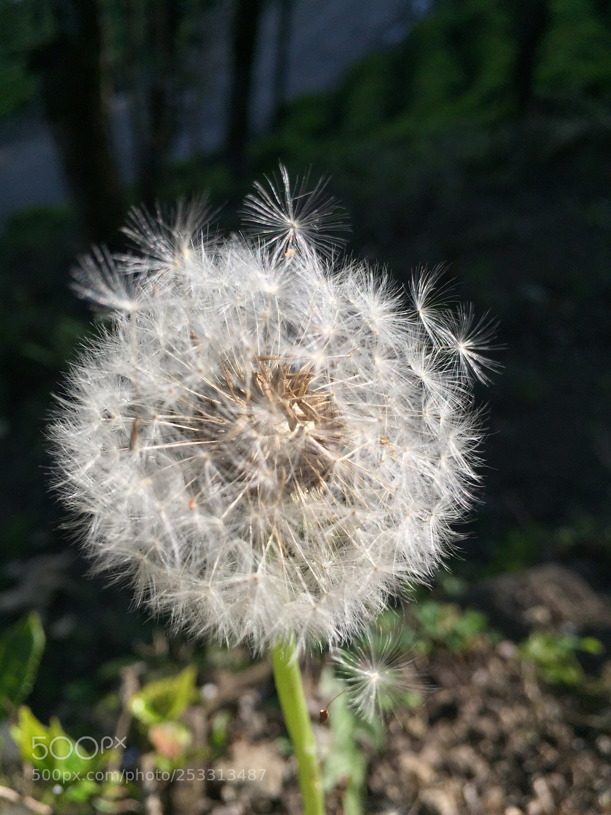 Apple iPhone 6 sample photo. Untitled photography