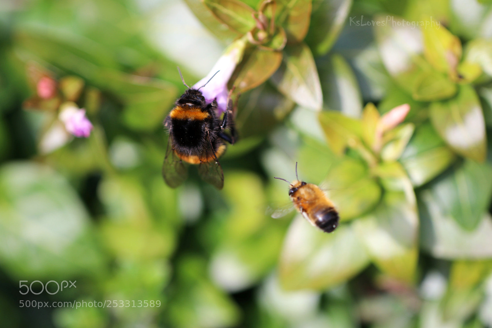 Canon EOS 80D sample photo. Buzz off photography