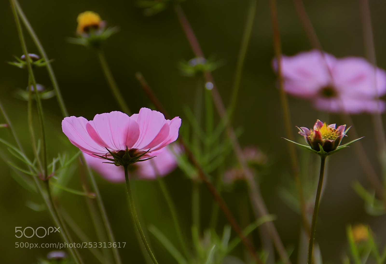 Canon EOS 7D sample photo. Flowers photography