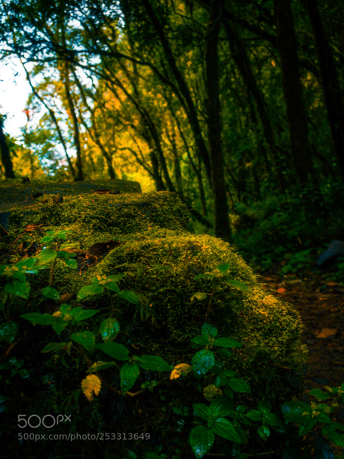 Nikon D3100 sample photo. Life in rocks photography
