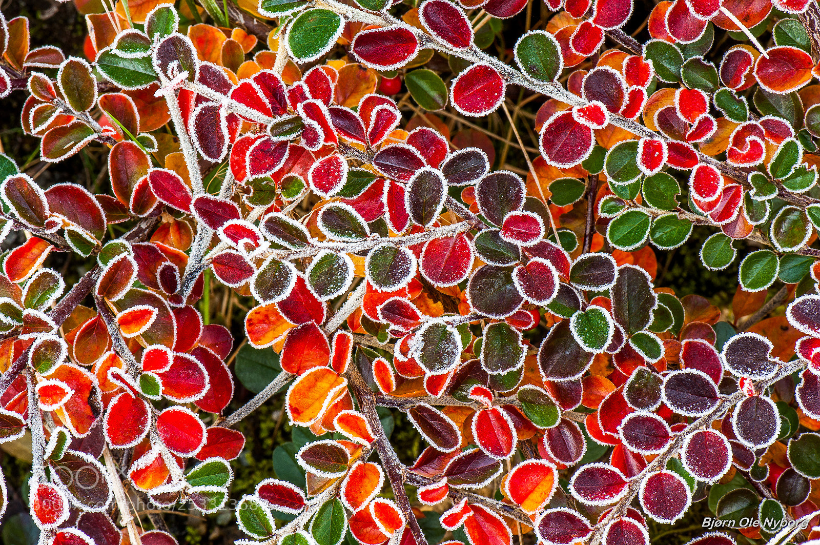 Nikon D2X sample photo. Frost photography
