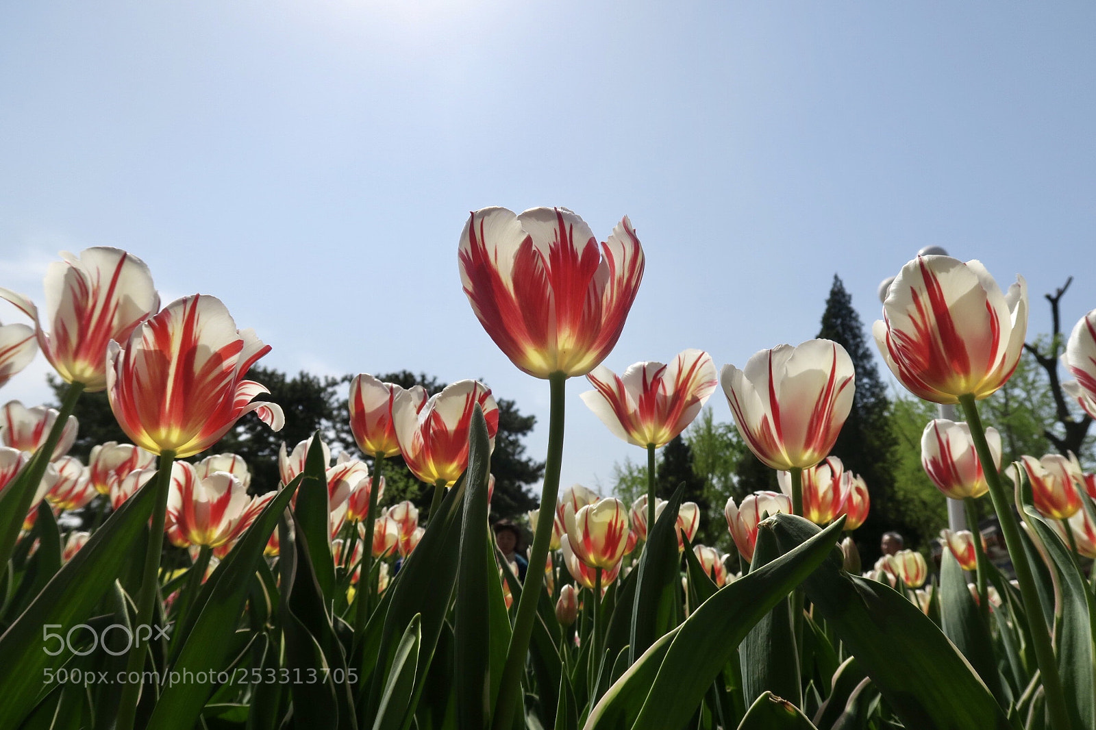 Canon PowerShot G7 X sample photo. Tulip photography