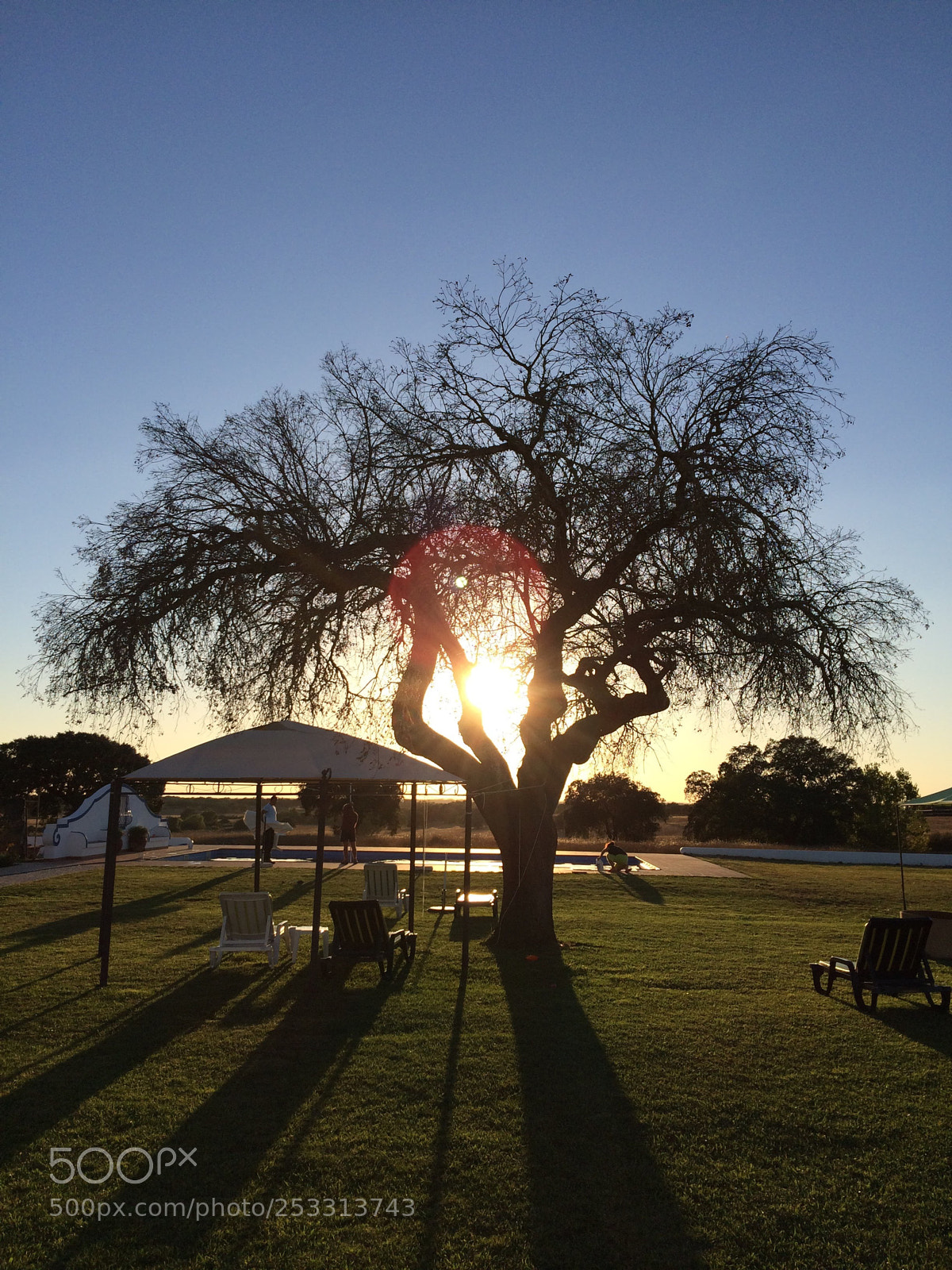 Apple iPhone 5s sample photo. Imposing tree photography