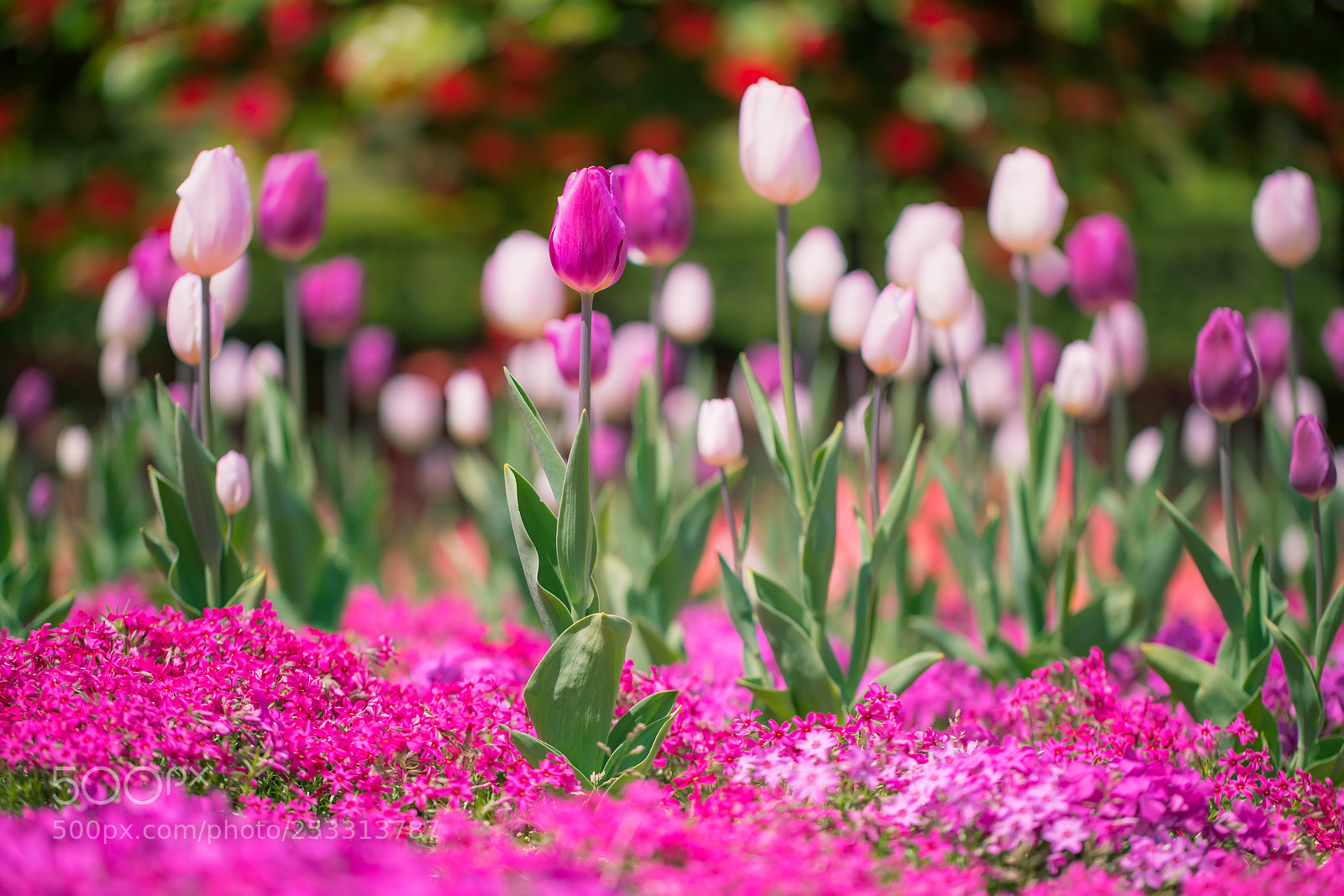 Canon EOS 5D Mark IV sample photo. Spring photography