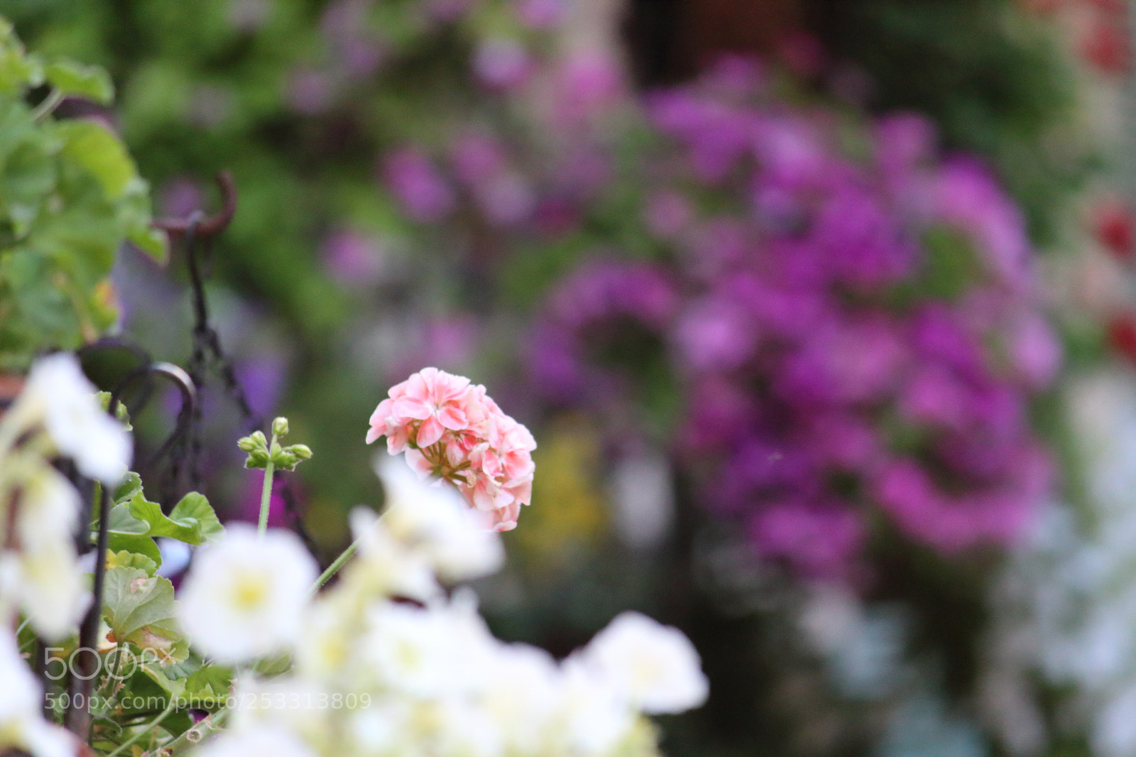 Canon EF-S 55-250mm F4-5.6 IS II sample photo. Macro photography