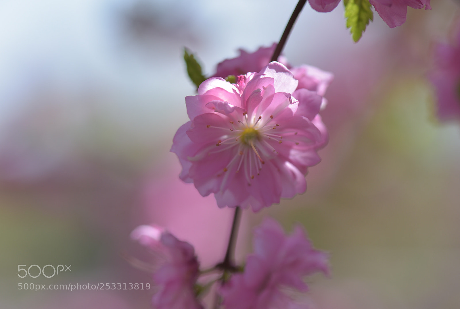 Nikon D810 sample photo. Untitled photography