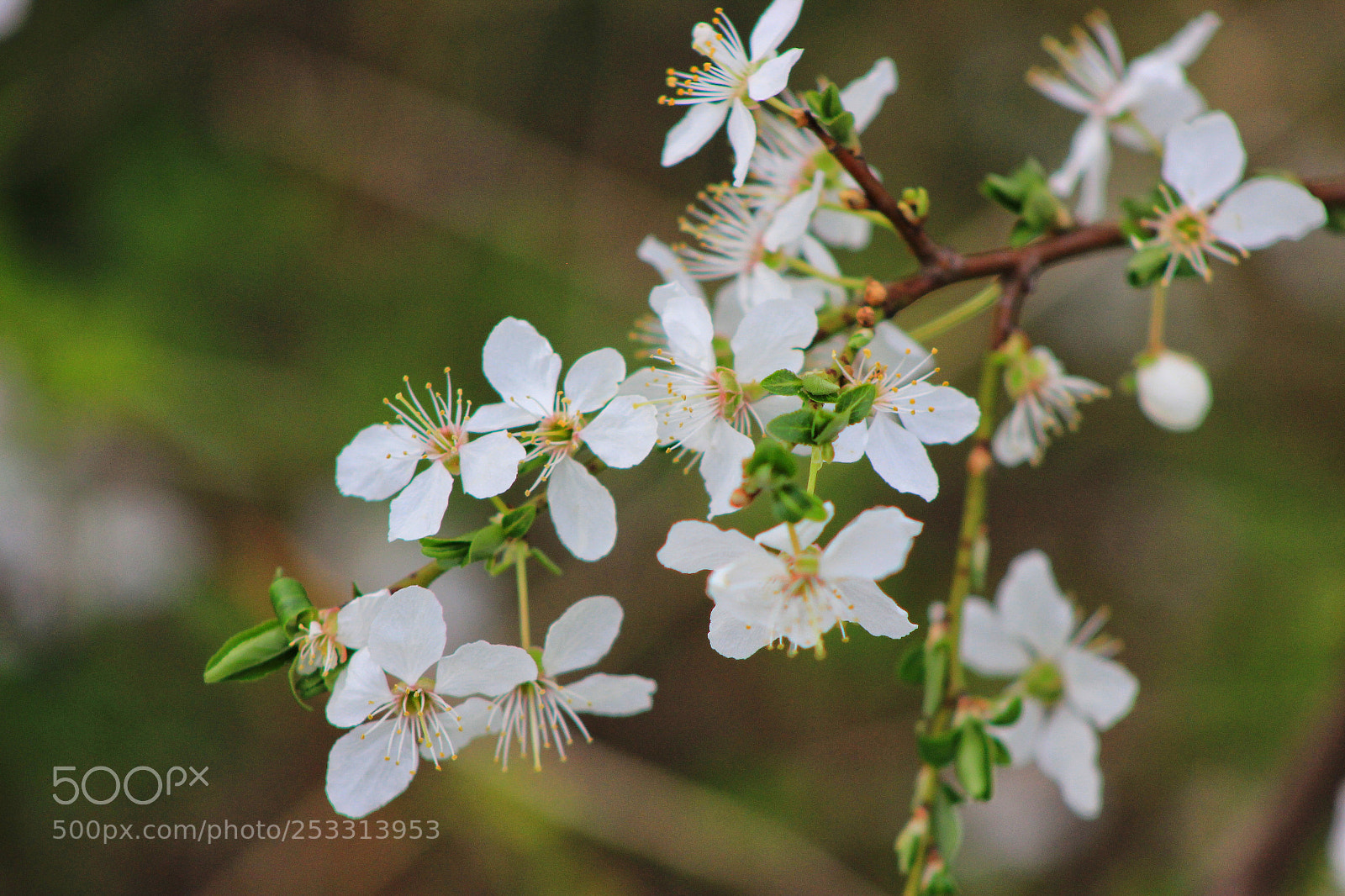 Canon EOS 600D (Rebel EOS T3i / EOS Kiss X5) sample photo. Spring photography