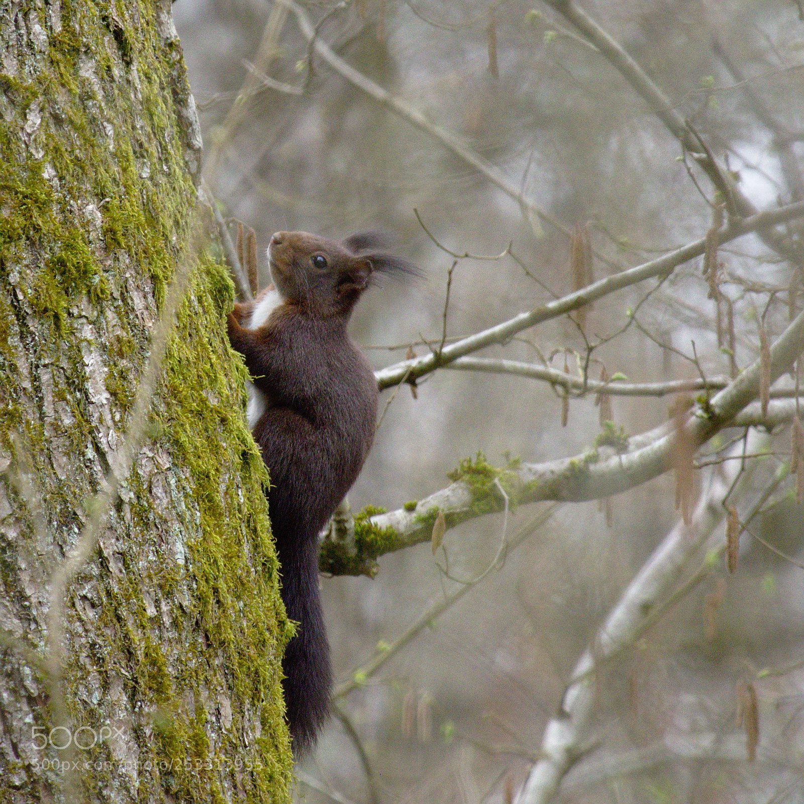 Olympus OM-D E-M10 sample photo. Squirrel! photography