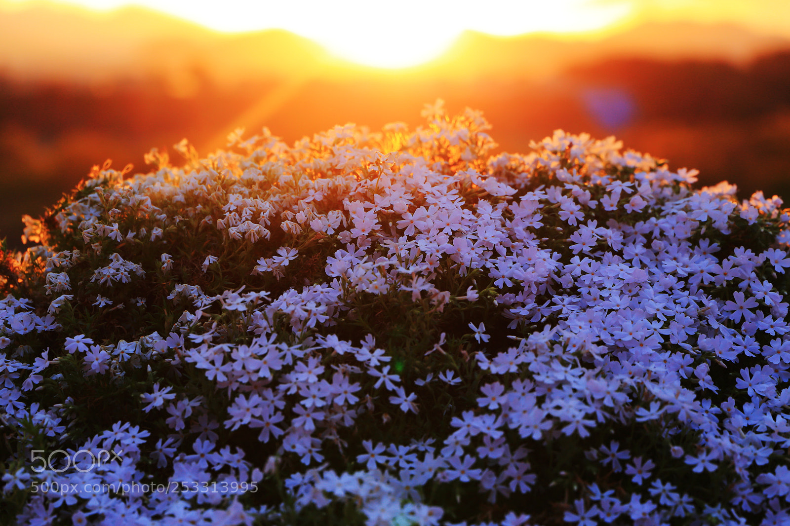Canon EF 24-105mm F3.5-5.6 IS STM sample photo. Sunset with moss phlox photography
