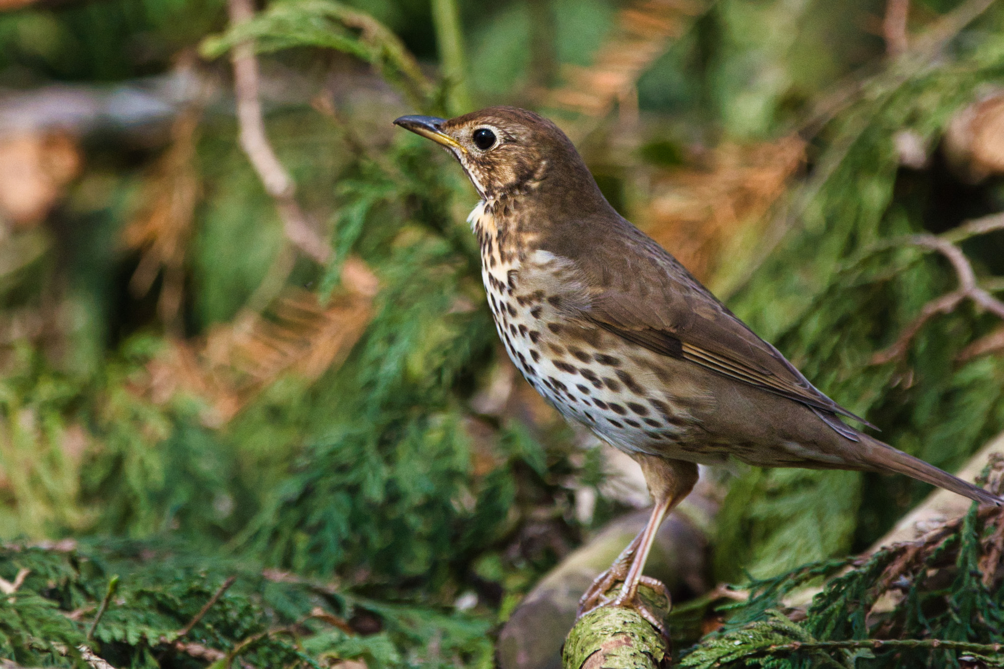 Nikon D7100 + Sigma 150-600mm F5-6.3 DG OS HSM | C sample photo. Piper in the woods photography