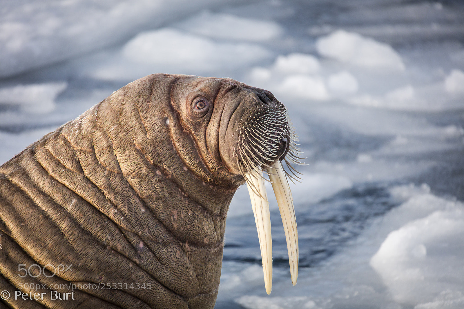 Canon EOS 5DS R sample photo. Tusks photography