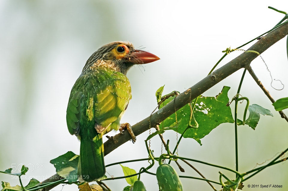 Nikon D300 sample photo. Brown-headed barbet or large photography