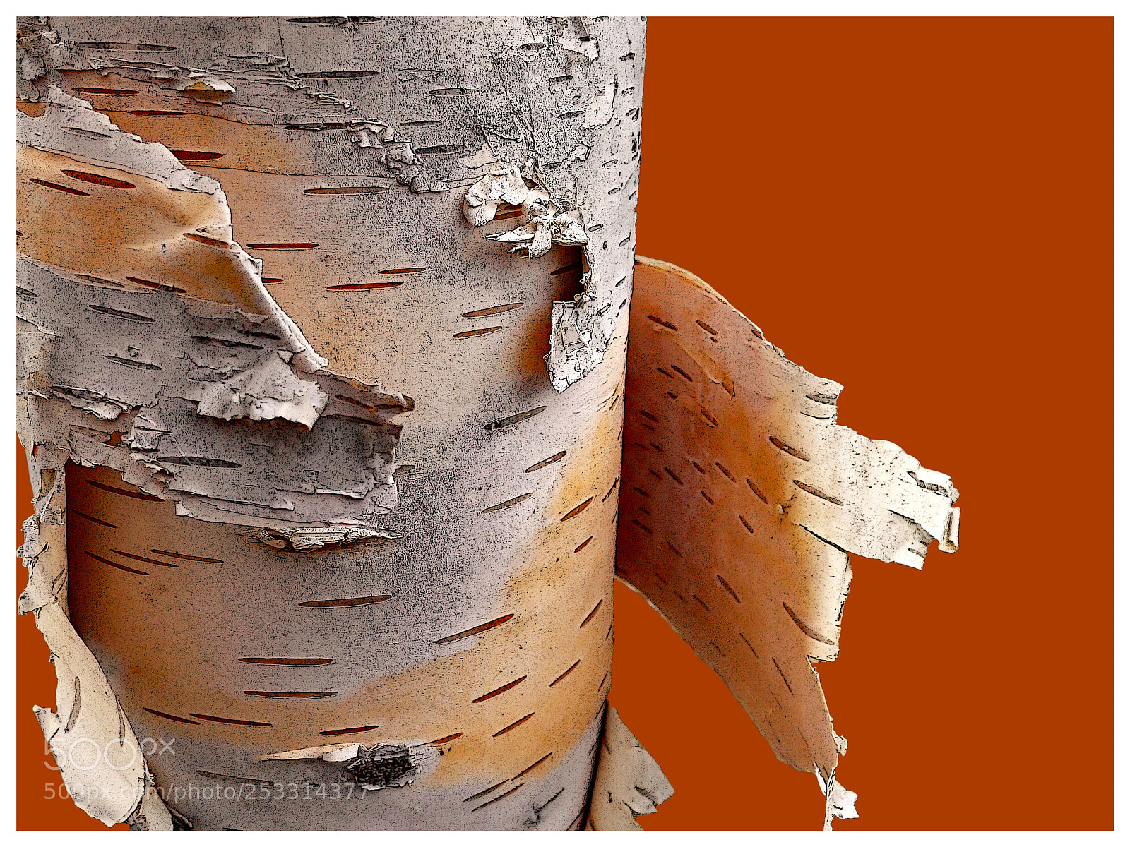 Olympus TG-5 sample photo. Birch tree photography