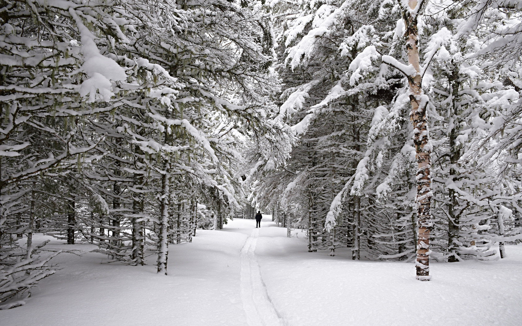 Nikon D7200 sample photo. Snowshoeing in the parc du bic photography