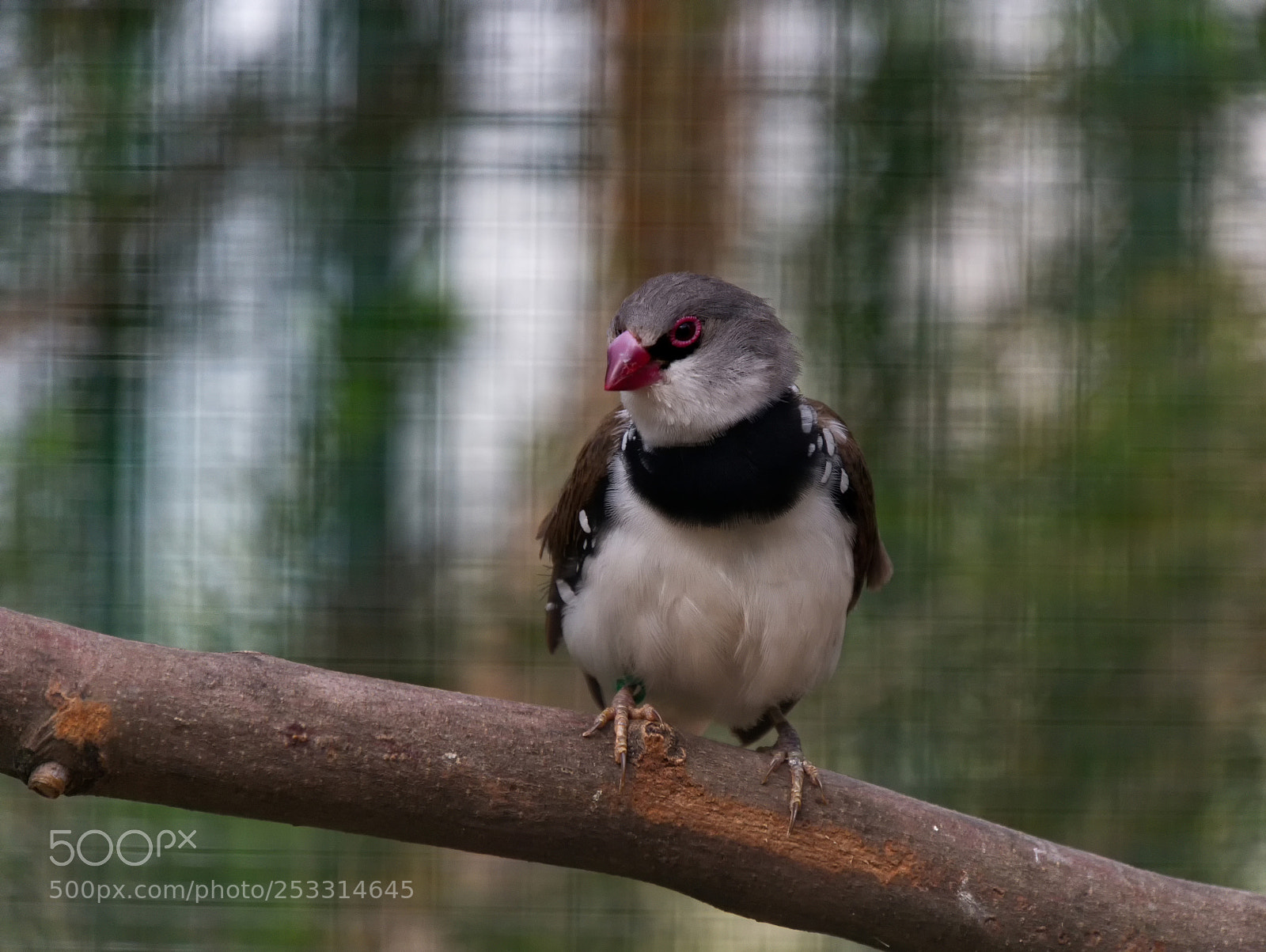 Panasonic DMC-G70 sample photo. Bird photography