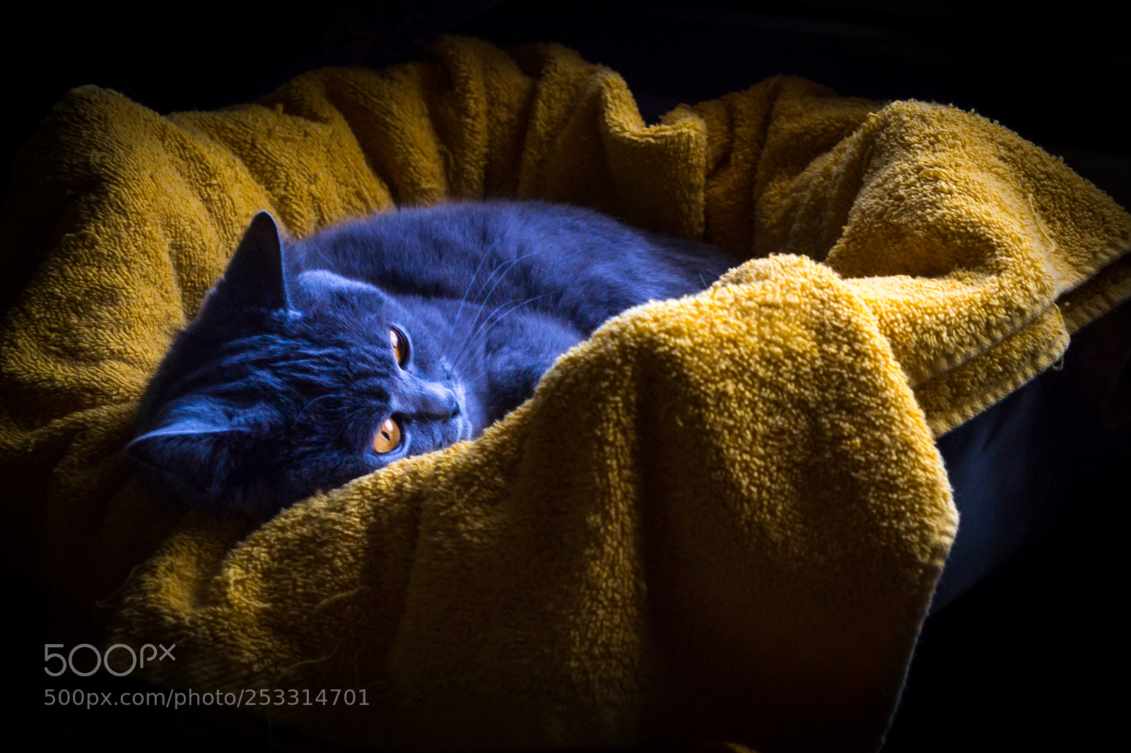 Nikon D3100 sample photo. Lilly mi gatita photography