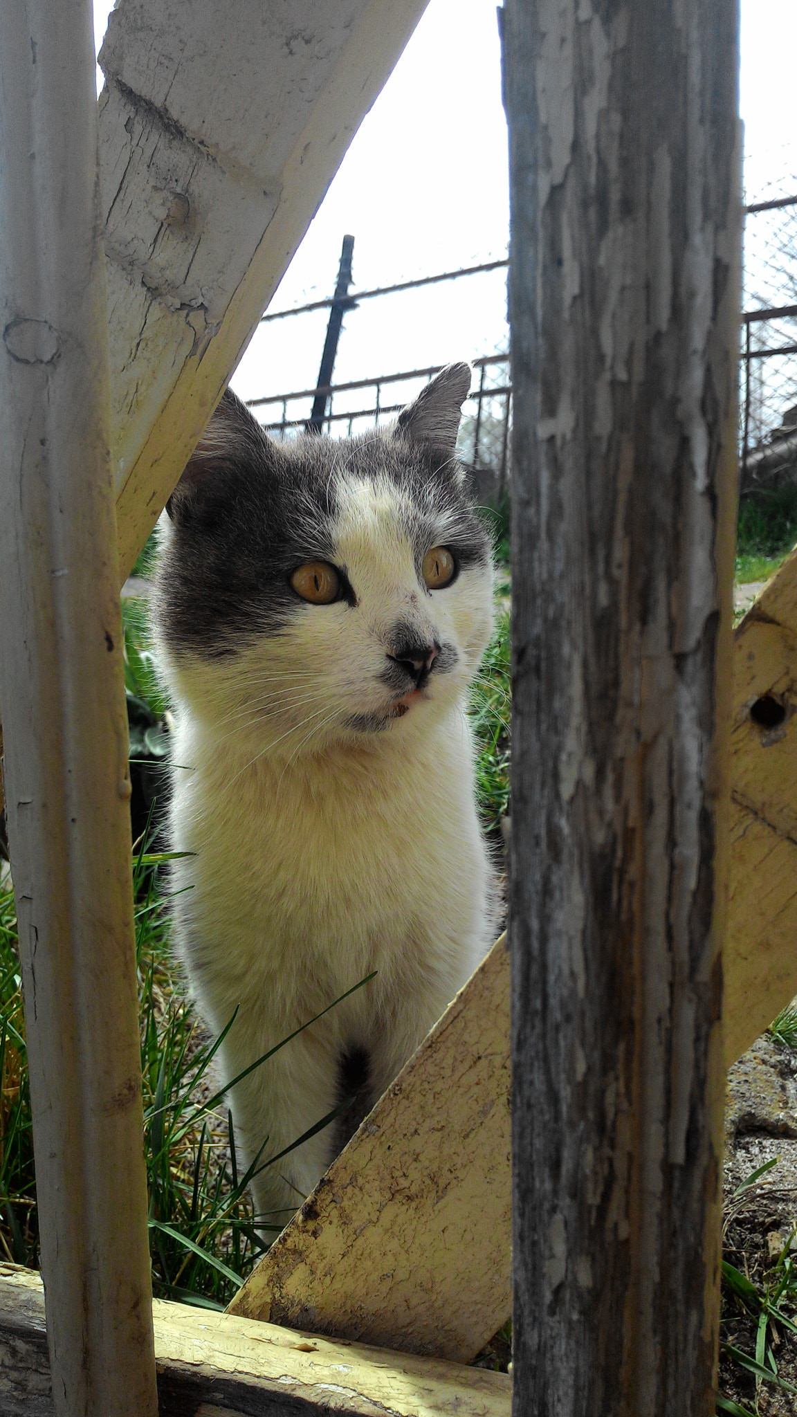 ASUS Z002 sample photo. Take my photo) photography