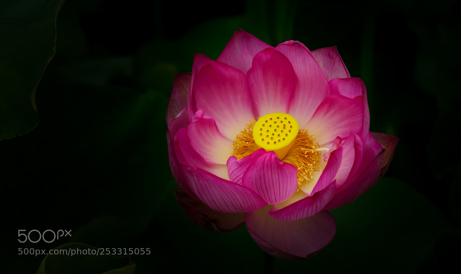 Sony a6000 sample photo. Nature wonders photography