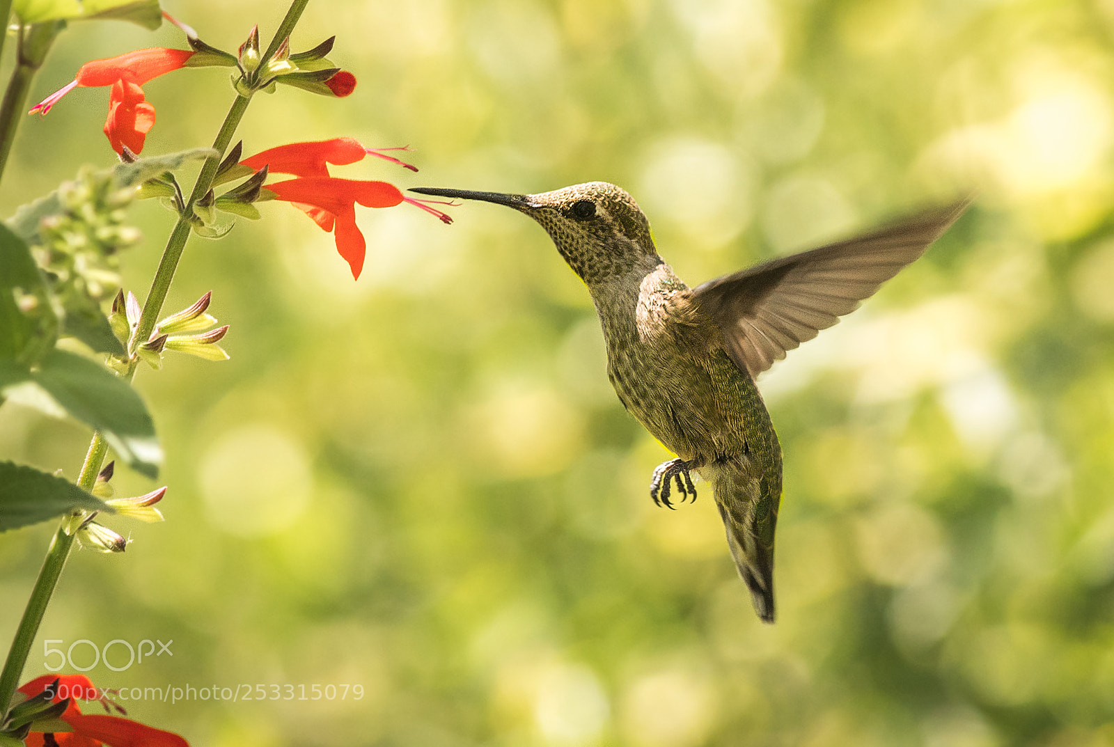 Nikon D500 sample photo. Anna's hummingbird photography